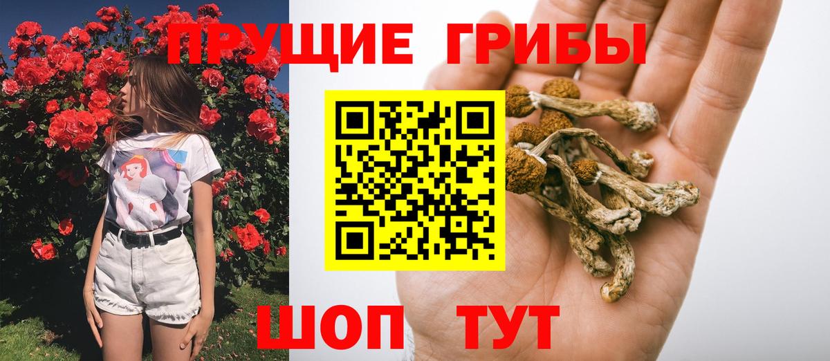 Мытищи  Псилоцибиновые грибы прущие грибы  Вход с VPN 